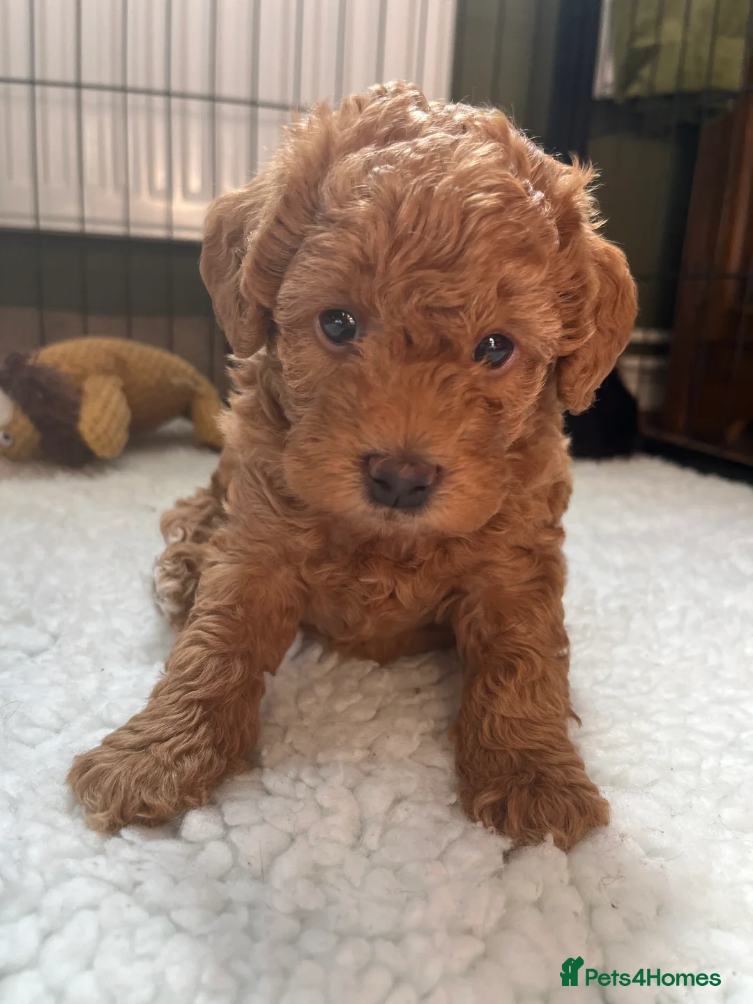 Toy Poodle dogs for stud: Quinn Red & white Toy Poodle for Stud ONLY. in Northampton - Advert 26