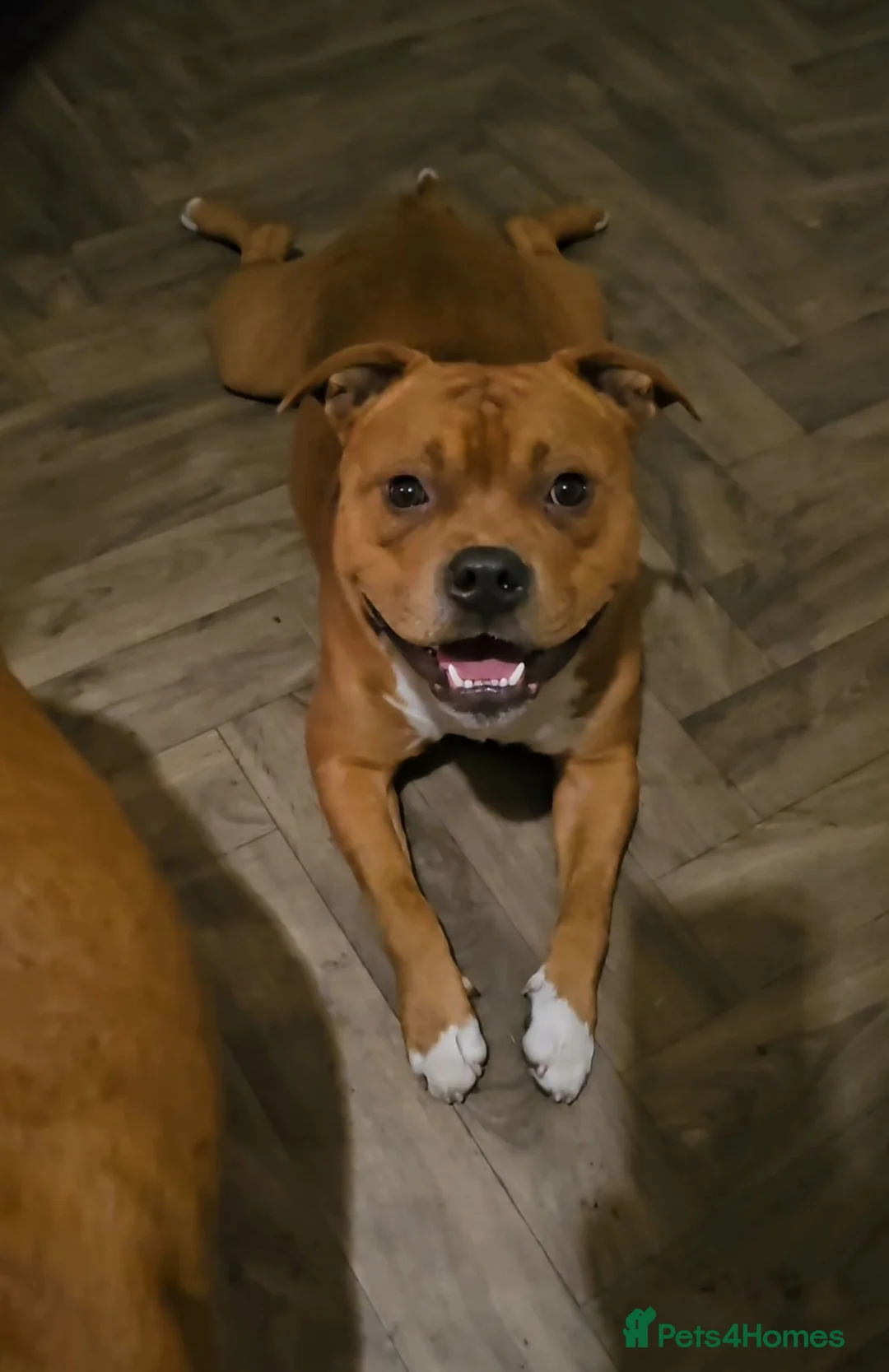 Staffordshire Bull Terrier dogs for stud: 🥨 Teddy 🧸 🥨 kc Red stud. - Advert 7