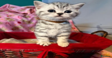 British Shorthair cats - Advert 11