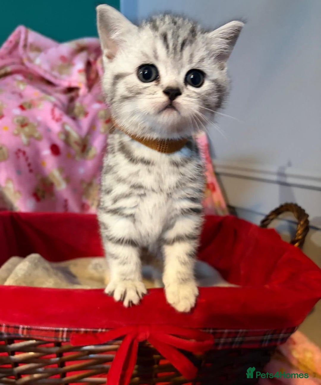 British Shorthair cats for sale: Beautiful bsh kittens  - Image 15
