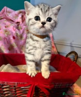 British Shorthair cats - Advert 22