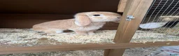 Mini Lop rabbits for sale: Two mini lops rabbits for sale with cage  in Loughborough - Advert 2