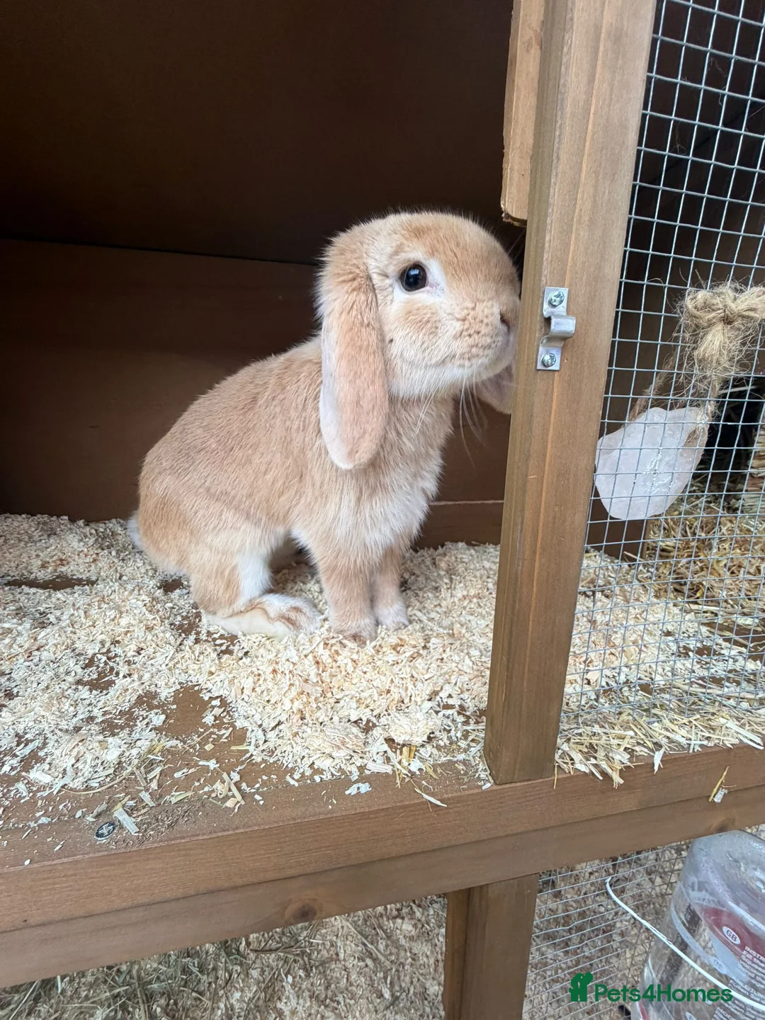 Mini Lop rabbits for sale: Two mini lops rabbits for sale with cage  in Loughborough - Advert 2