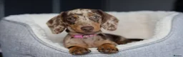 Miniature Dachshund dogs for sale: KC Miniature Dachshund puppies  - Advert 14