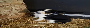 Border Collie girl 7