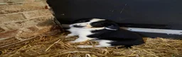 Border Collie dogs for sale: Beautiful Border Collie Pups - Advert 9