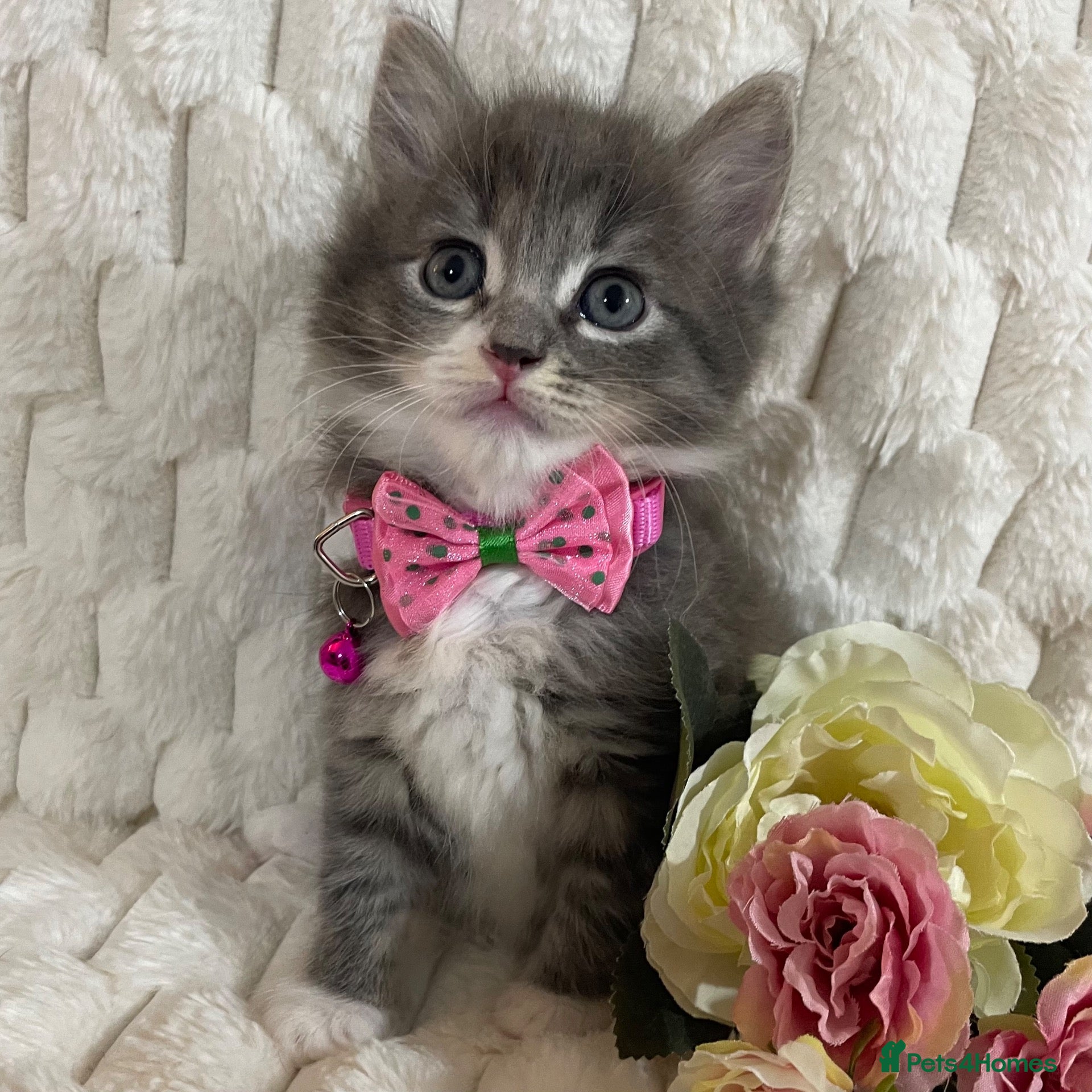 Ragdoll cats Beautiful Blue Ragdoll X kittens 1 girl available  - Advert 3