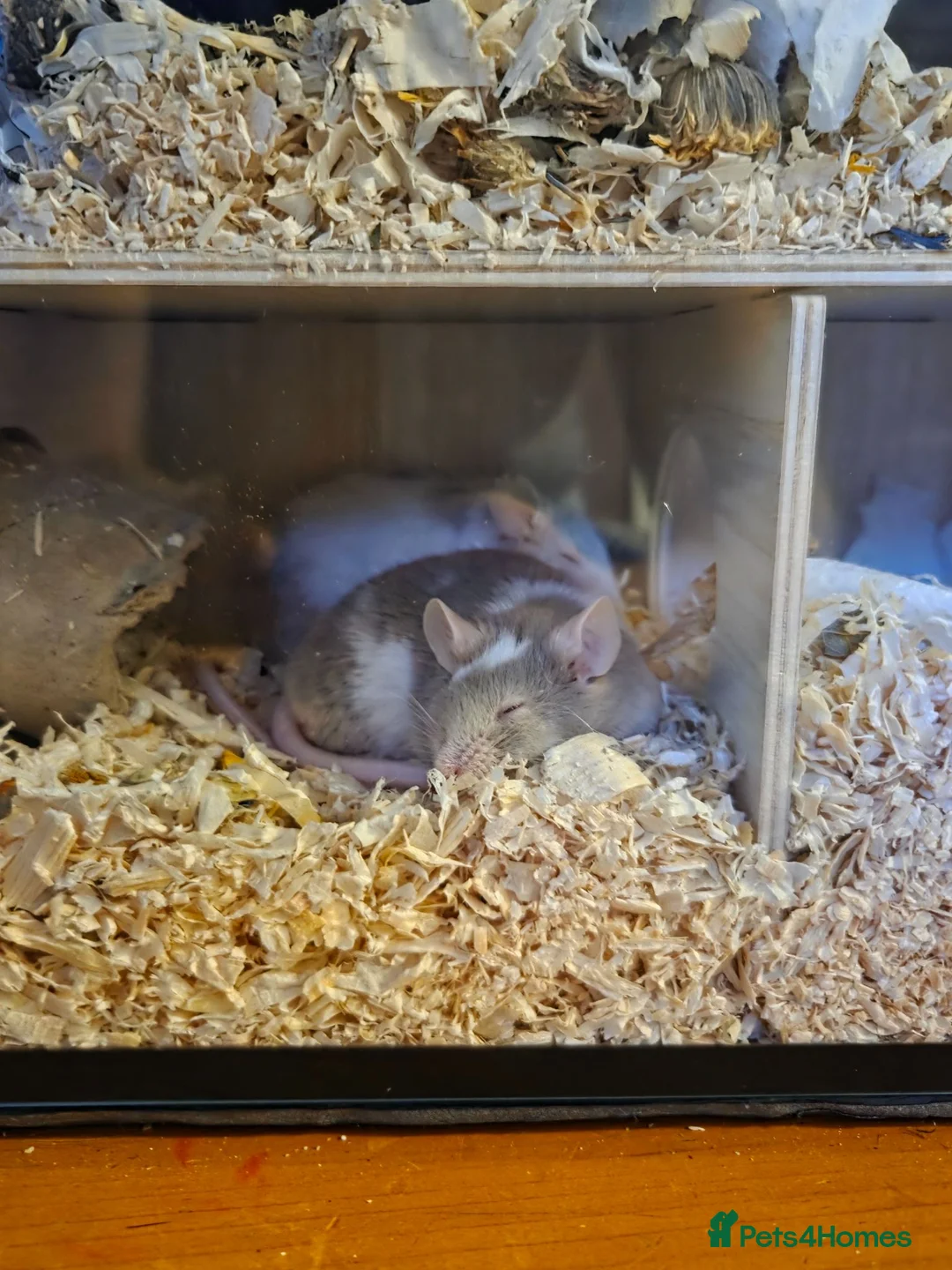 Mouse rodents for sale: 2 boy mice  - Advert 1