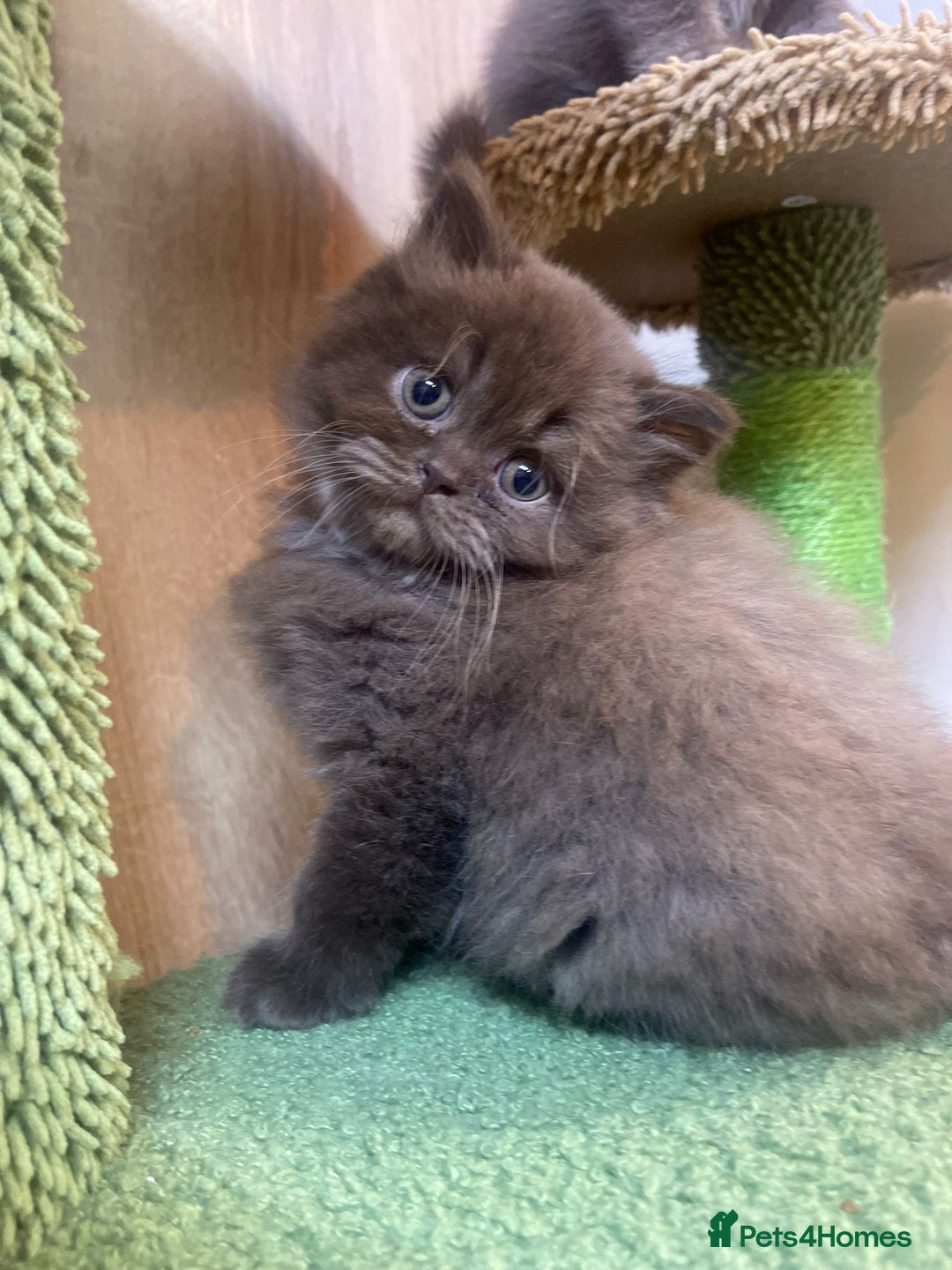 British Longhair cats for sale: Purebred Chocolate British longhair  kittens  - Image 11