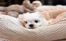 Maltese dogs for sale: ✨💫Tiny Exquisite Bambelina Maltese 💫✨ - Image 17