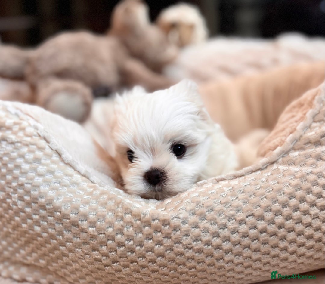 Maltese dogs for sale: ✨💫Tiny Exquisite Bambelina Maltese 💫✨ - Image 17
