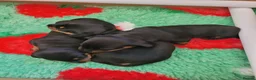 Miniature Dachshund dogs for sale: 3 Stunning Black/Tan Mini Dachshund Girls - Advert 36