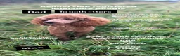 Cockapoo dogs for sale: 🏆🧬F1 miniature show cockapoos 270+health checks  in Pickering - Advert 2