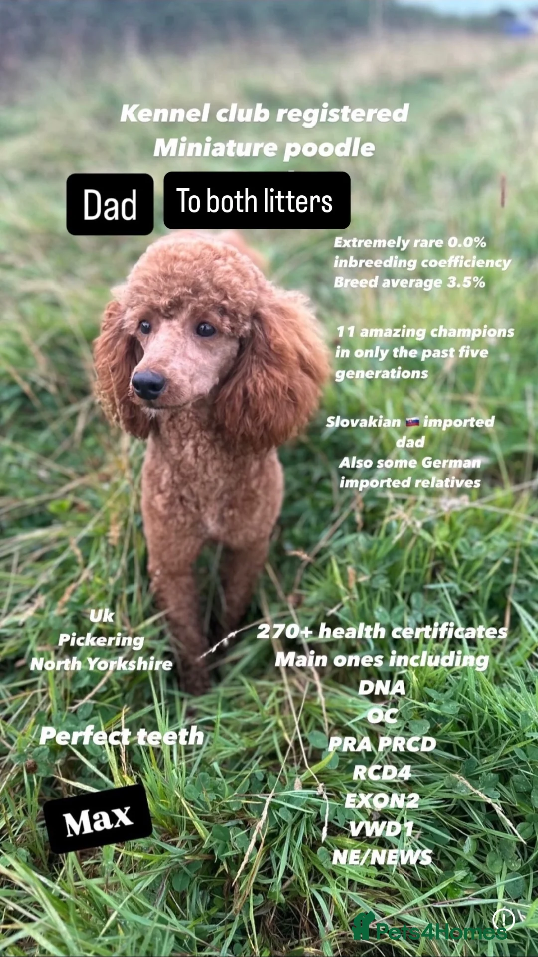 Cockapoo dogs for sale: 🏆🧬F1 miniature show cockapoos 270+health checks  in Pickering - Advert 2