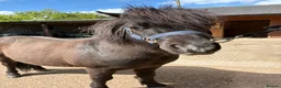 Shetland pony horses for sale: Perfect Shetland Pony - Advert 8