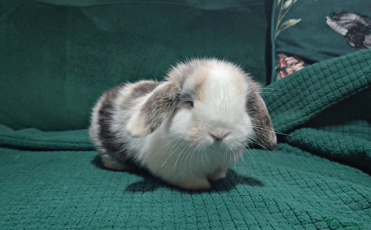 Mini Lop rabbits 2 beautiful mini lops to reserve Buck available  - Advert 16