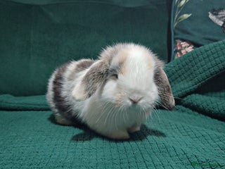 Mini Lop rabbits Both now RESERVED - Advert 17