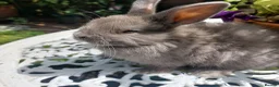 Netherland Dwarf rabbits for sale: NEATHERLAND DWARF x BABIES  - Advert 20