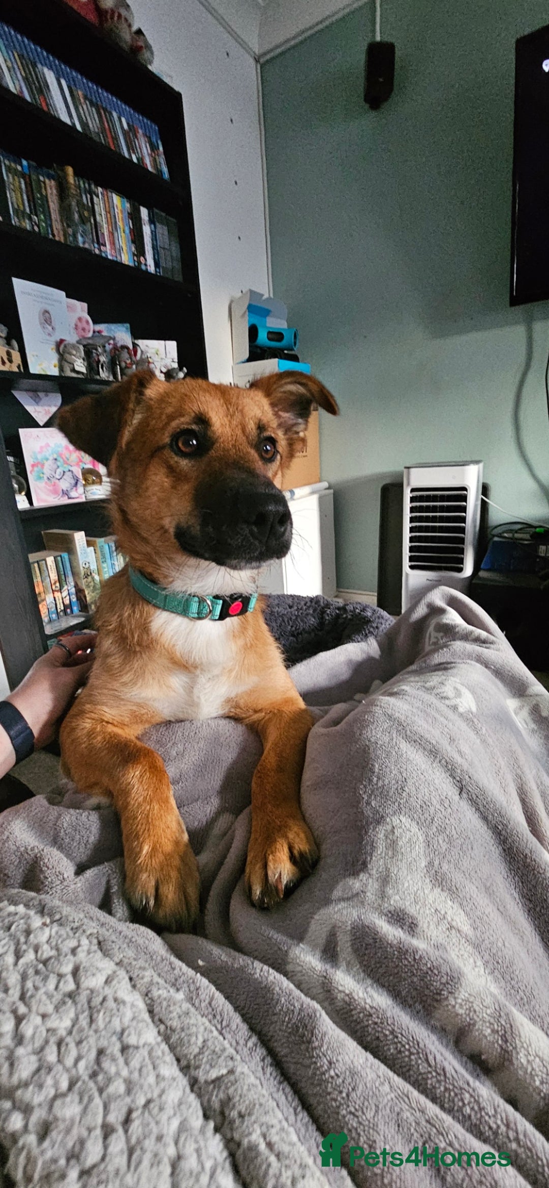Mixed Breed dogs for adoption: Mischievous Mylough in Northampton - Image 1
