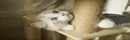 Ragdoll cats for sale: TICA championship Ragdoll Kittens  in London - Advert 22
