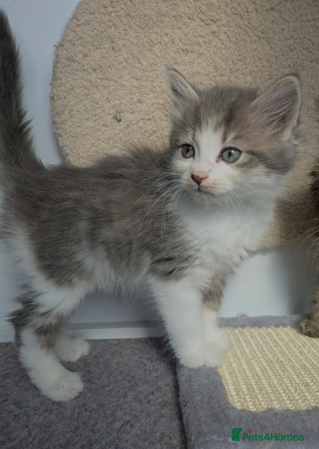 Maine Coon cats for sale: !!READY NOW last Boy!! - Advert 11