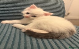 Mixed Breed cats for sale: White fluffy kittens for sale  - Image 13