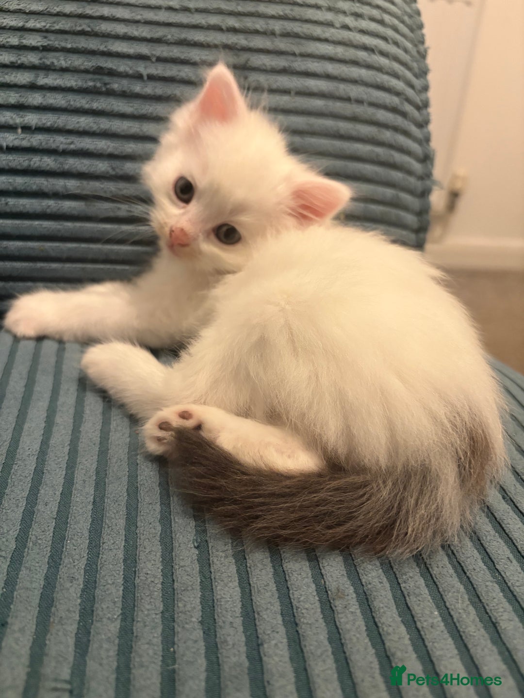 Mixed Breed cats for sale: White fluffy kittens for sale  - Image 13