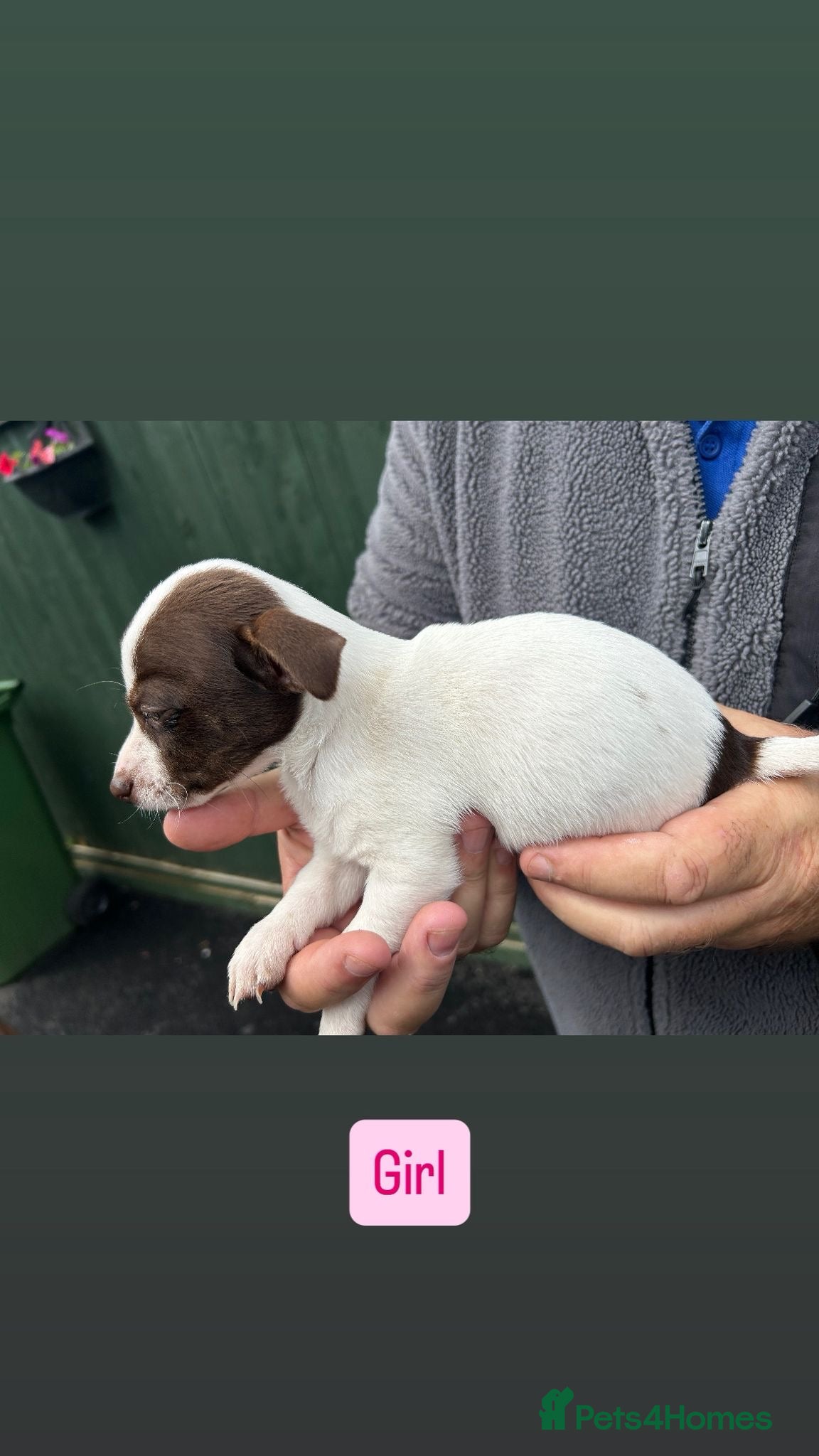 Jack Russell dogs for sale: Jack Russell puppies  in Oxford - Advert 9