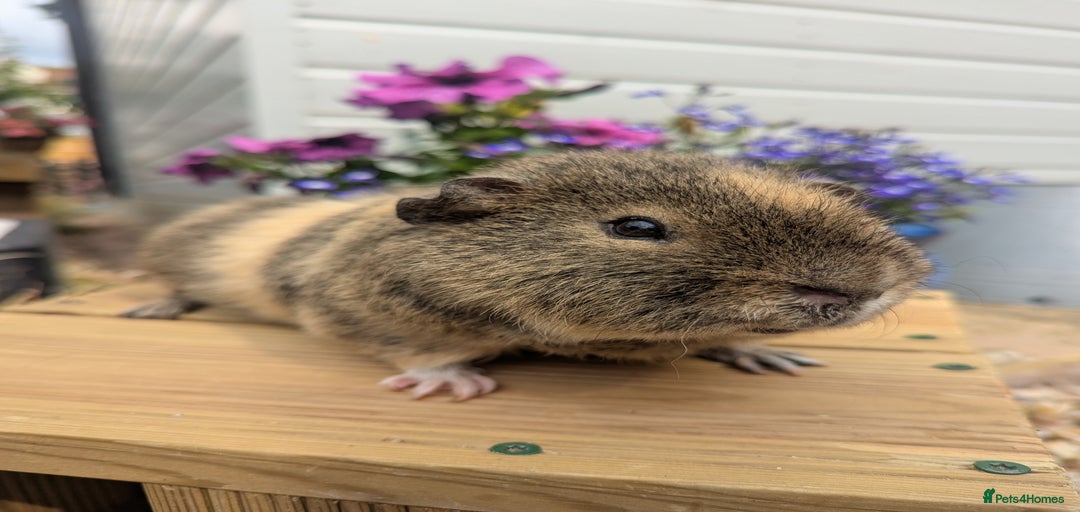 Gallery Image {{count}}