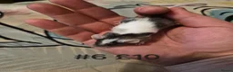 Mouse rodents for sale: 6 Cute Male Baby Fancy Mice - Advert 6