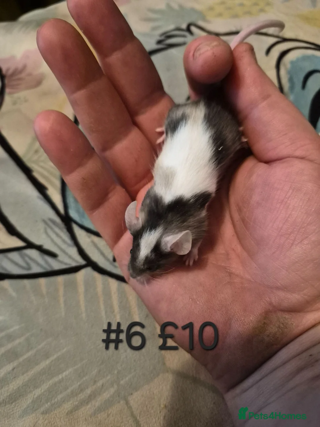 Mouse rodents for sale: 6 Cute Male Baby Fancy Mice - Advert 6