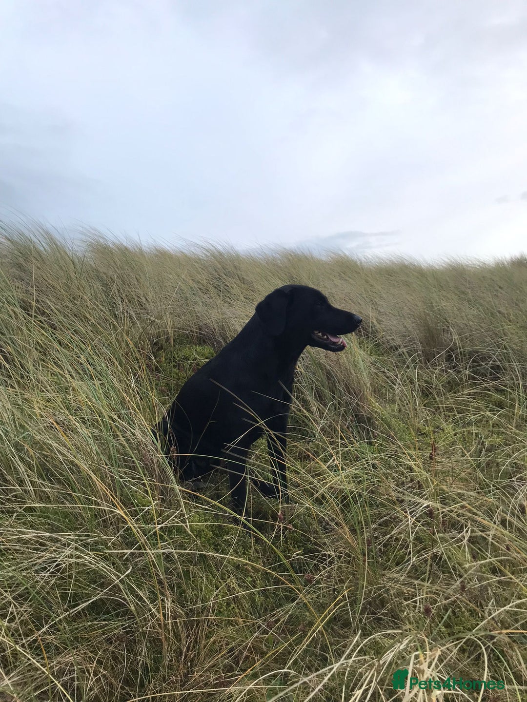 Labrador Retriever dogs for sale: Beautiful KC registered Labrador Pups - Image 15
