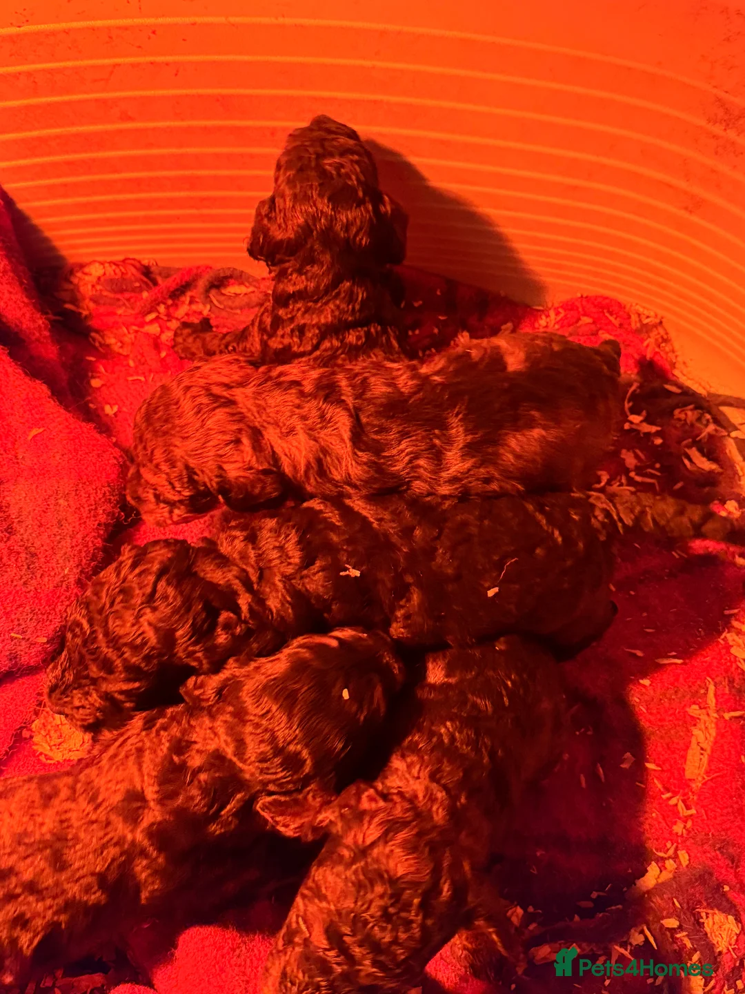 Cockapoo dogs for sale: F1 puppies cockatoo - Advert 11