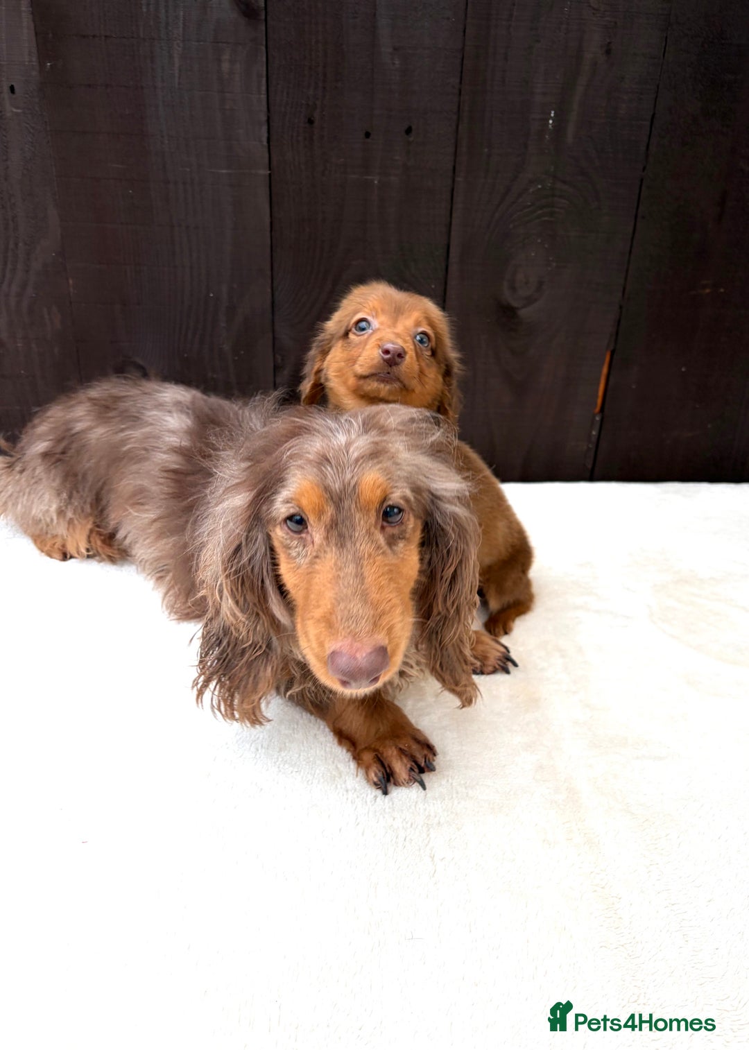 Miniature Dachshund dogs for sale: Dachshund puppy only 1 Boy still available  - Advert 31