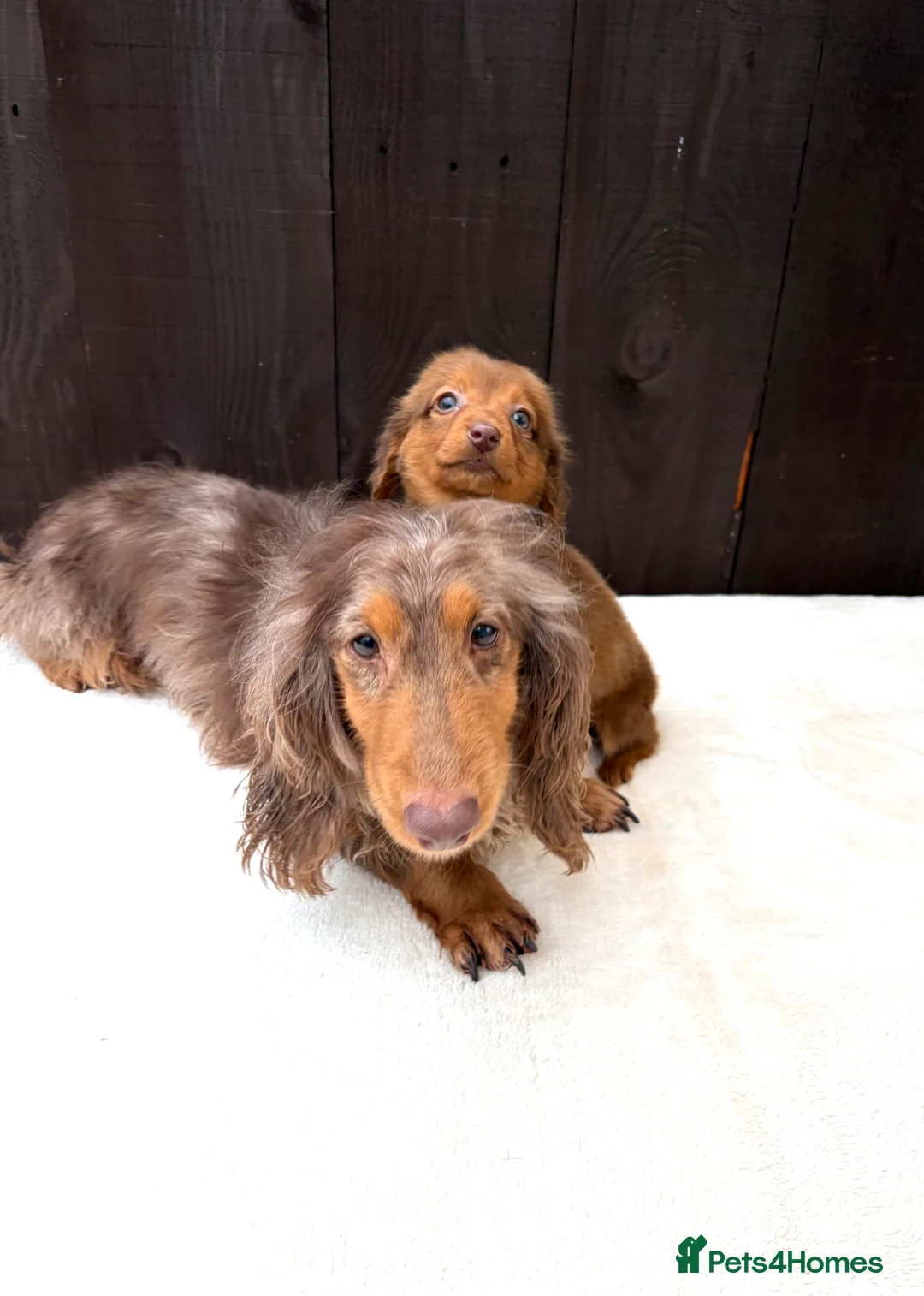 Miniature Dachshund dogs for sale: Dachshund puppy only 1 Boy still available  - Advert 31