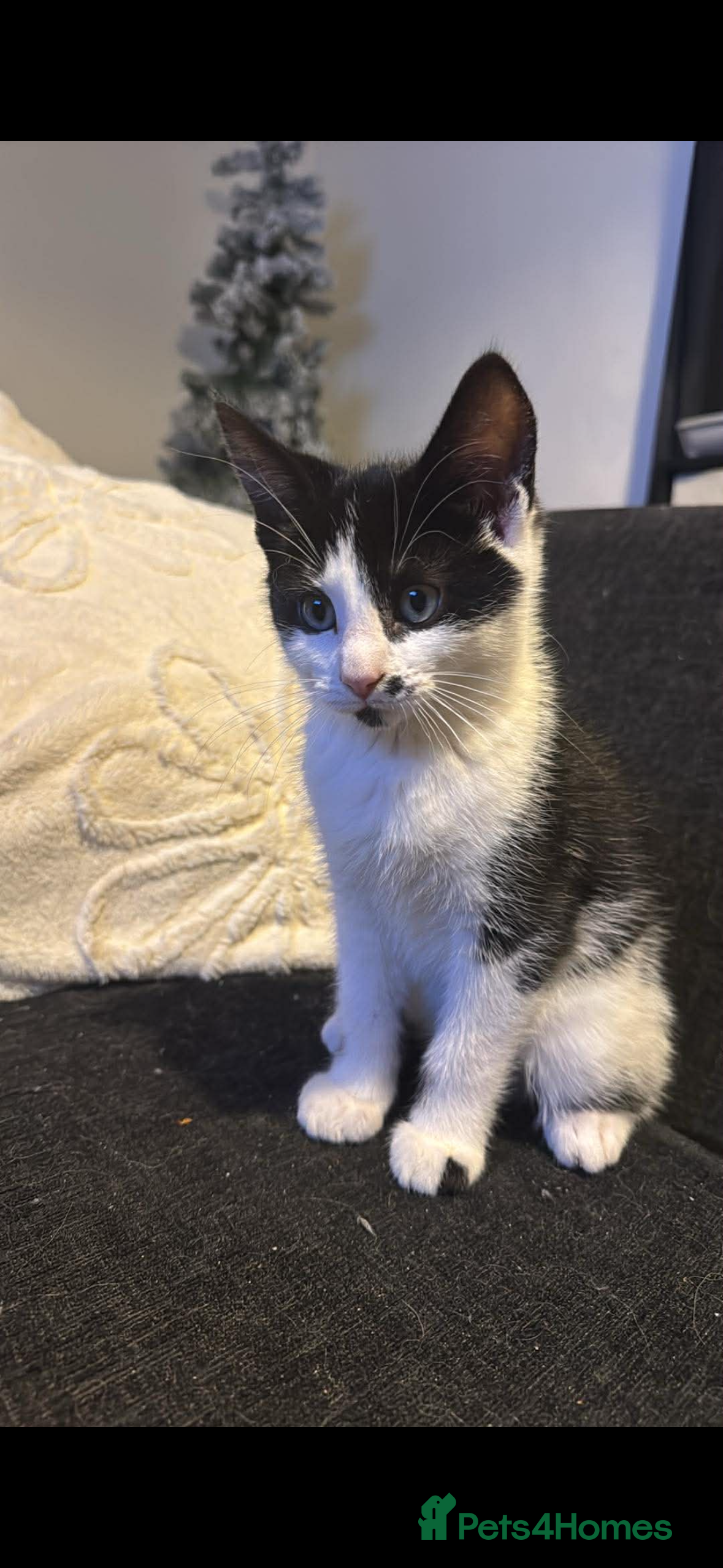 Mixed Breed cats 2 gorgeous kittens left ready for there 5* home  - Advert 10