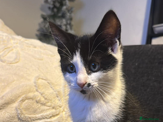 Mixed Breed cats 2 gorgeous kittens left ready for there 5* home - Advert 10