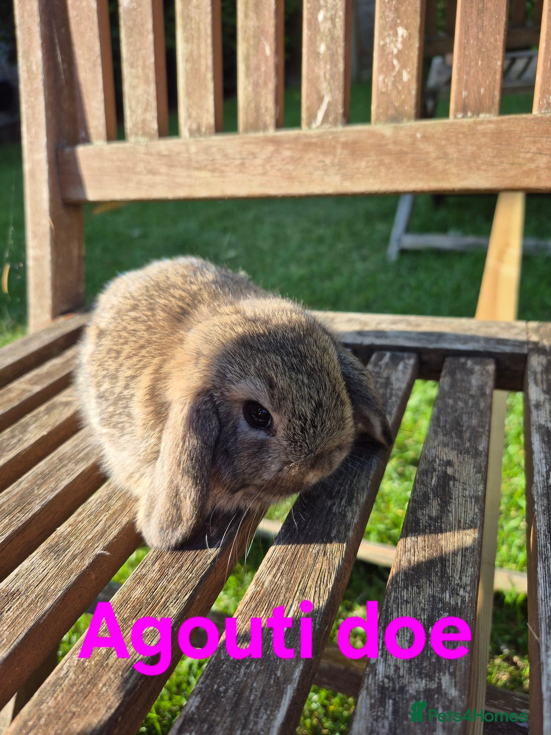 Mini Lop rabbits for sale: Mini lop babies  - Image 10