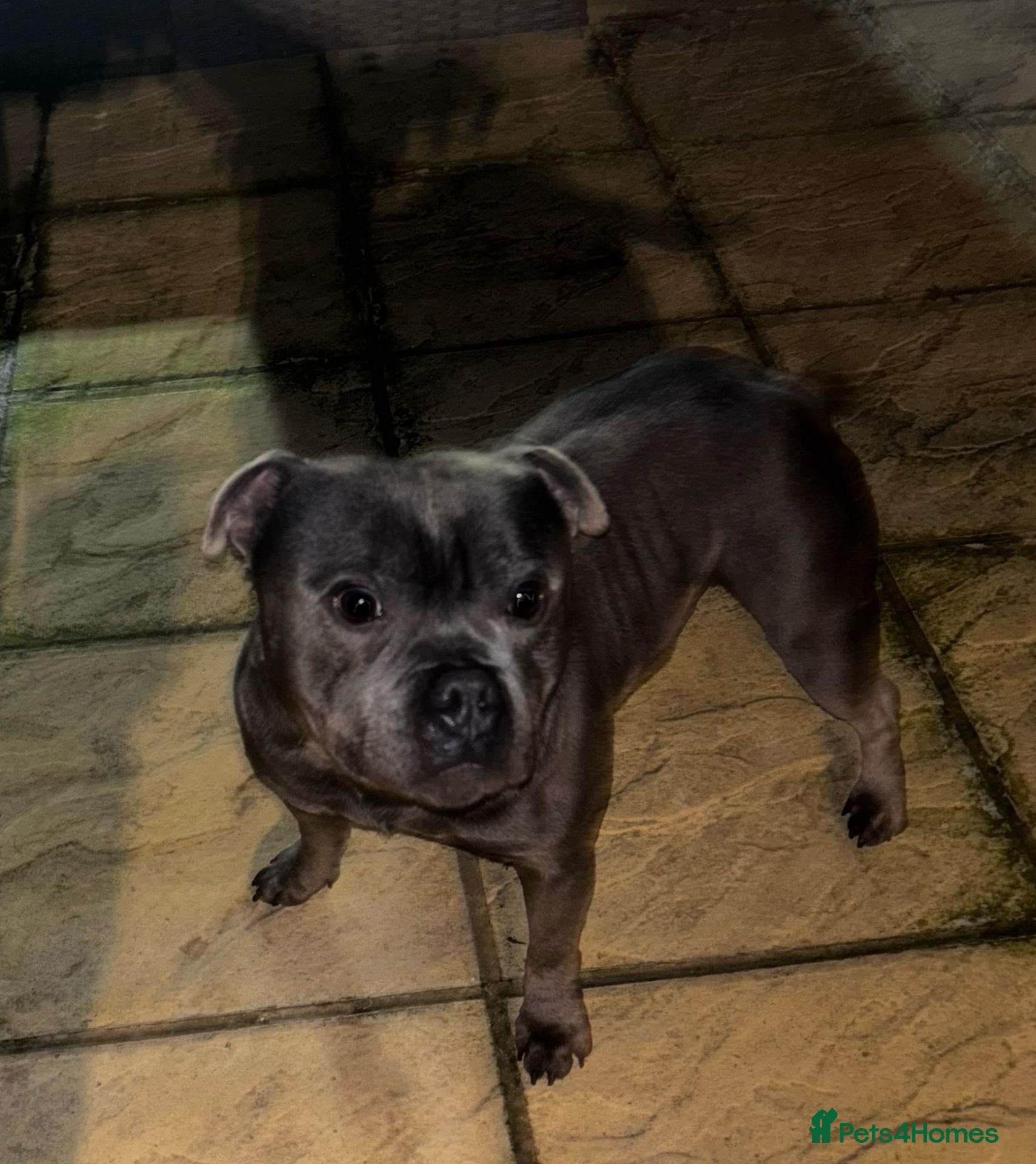 Mixed Breed dogs for sale: Fraffs  - Advert 2