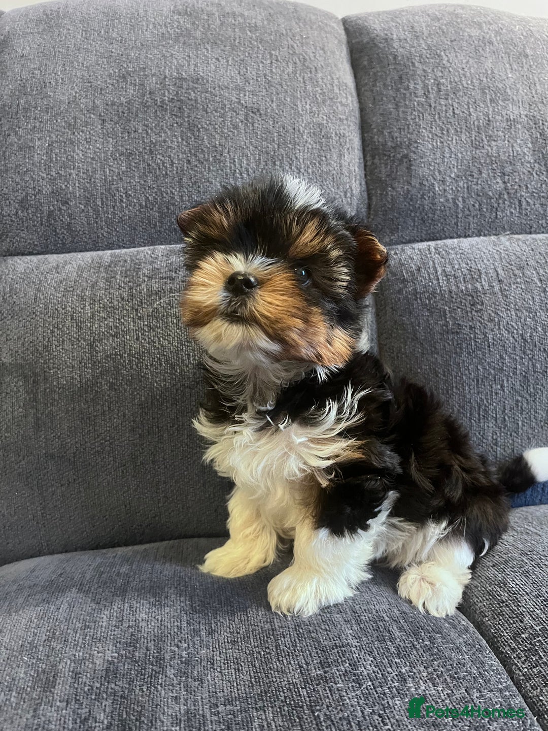Biewer Terrier dogs for sale: 2 Pure Yorkshire Biewier Terrier READY TO GO - Advert 8