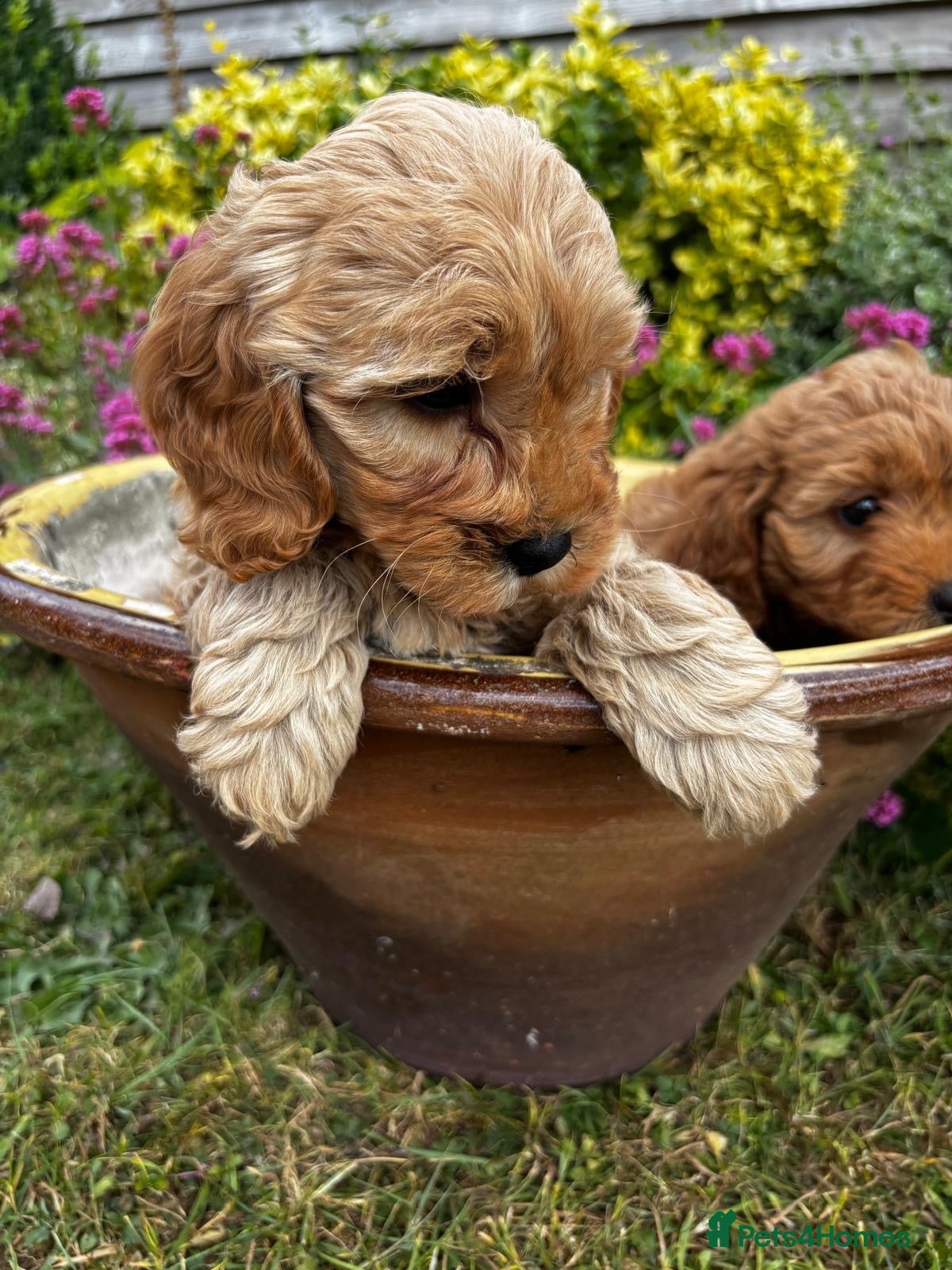 Cavapoochon dogs 🩷🩷Gorgeous Cavapoochon girl🩷🩷 - Advert 1