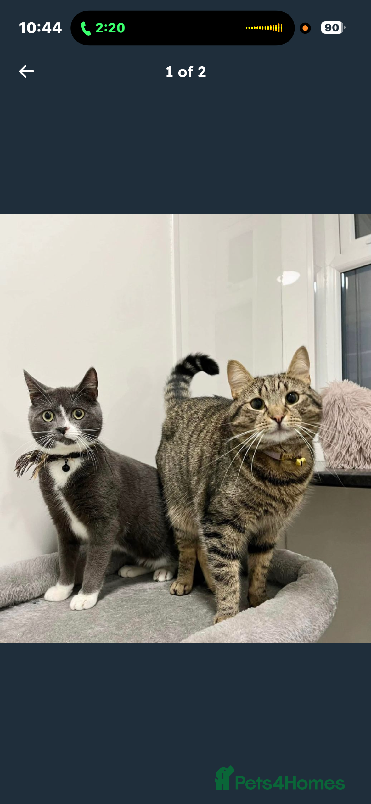 Mixed Breed cats Grey male cat - Advert 1