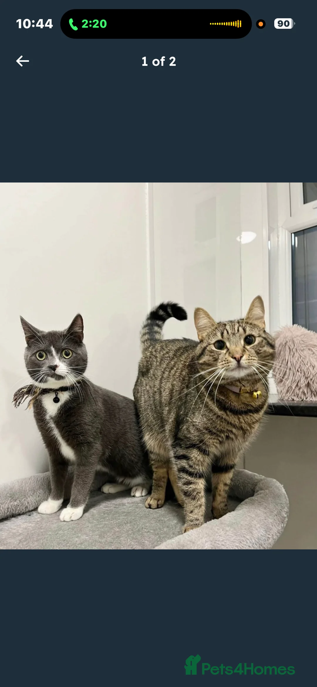 Mixed Breed cats for sale: Grey male cat - Advert 1