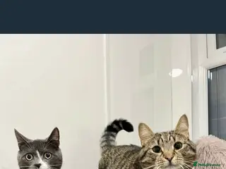 Mixed Breed cats Grey male cat - Advert 1