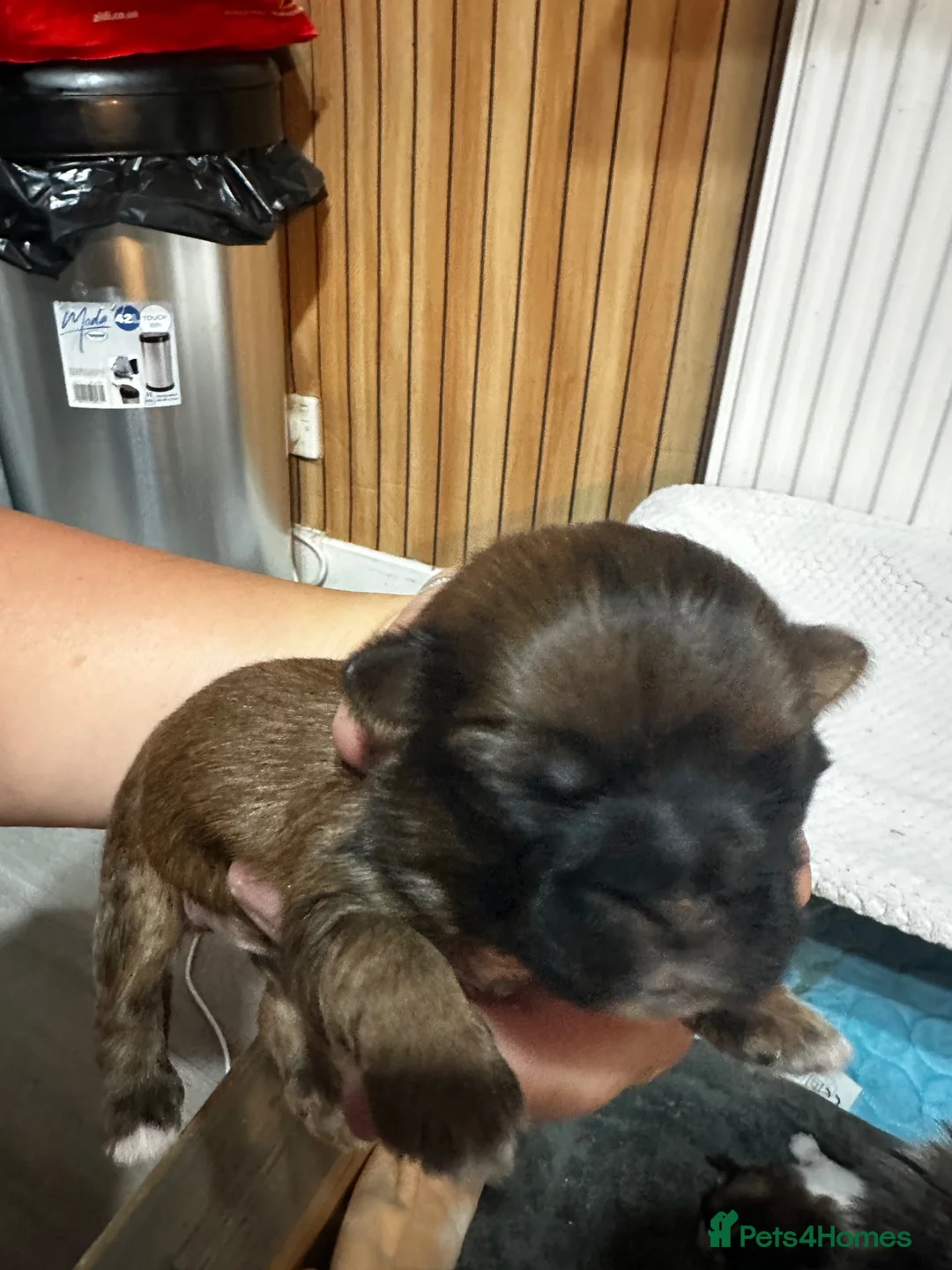 Shih Tzu dogs for sale: Shih tzu - Advert 2