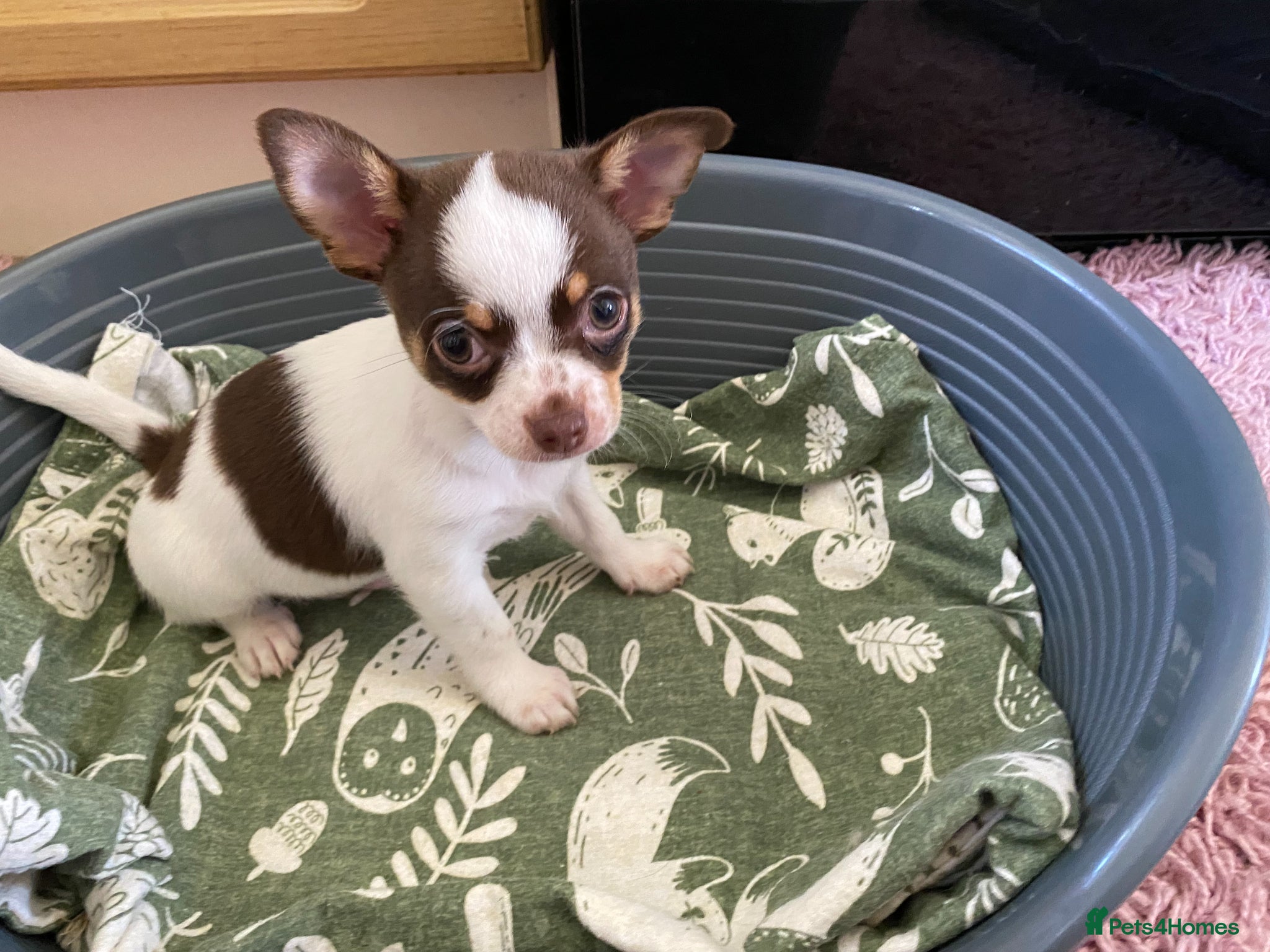 Chihuahua dogs for sale: chihuahua puppies for sale  - Advert 9