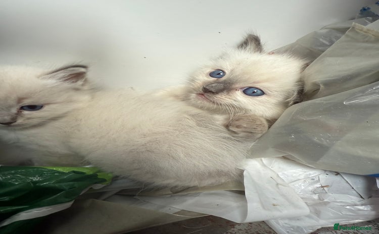 Ragdoll cats - Advert 12