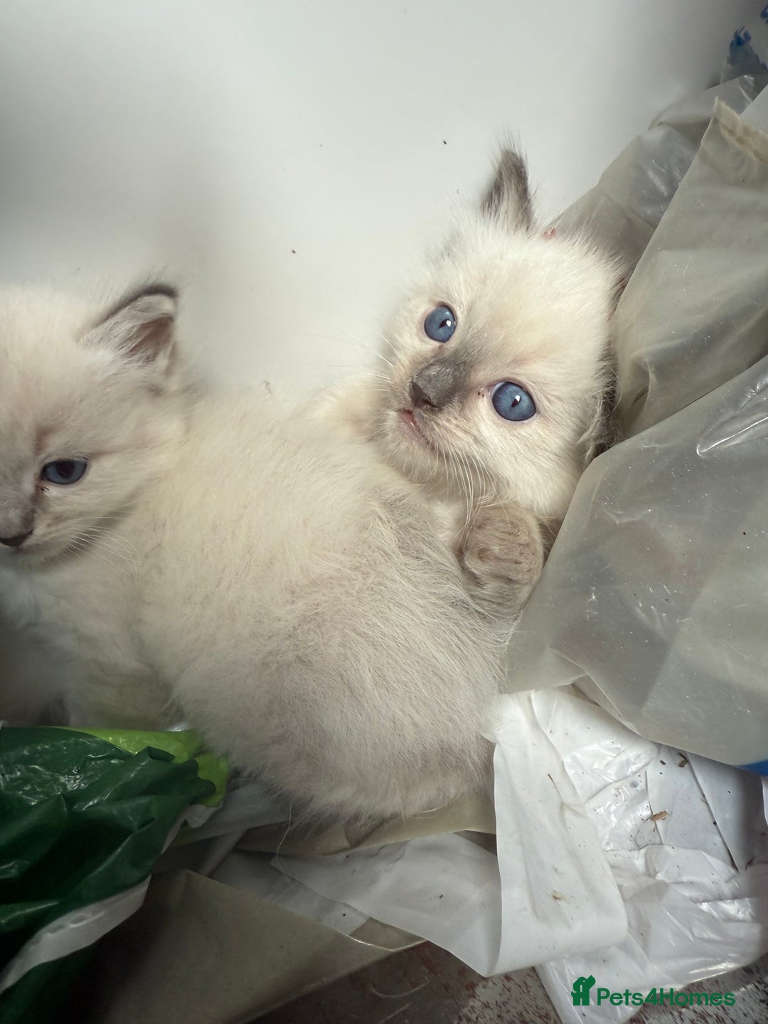 Ragdoll cats for sale: GCFF and FIFE Ragdoll Kittens. Champions line! - Image 1
