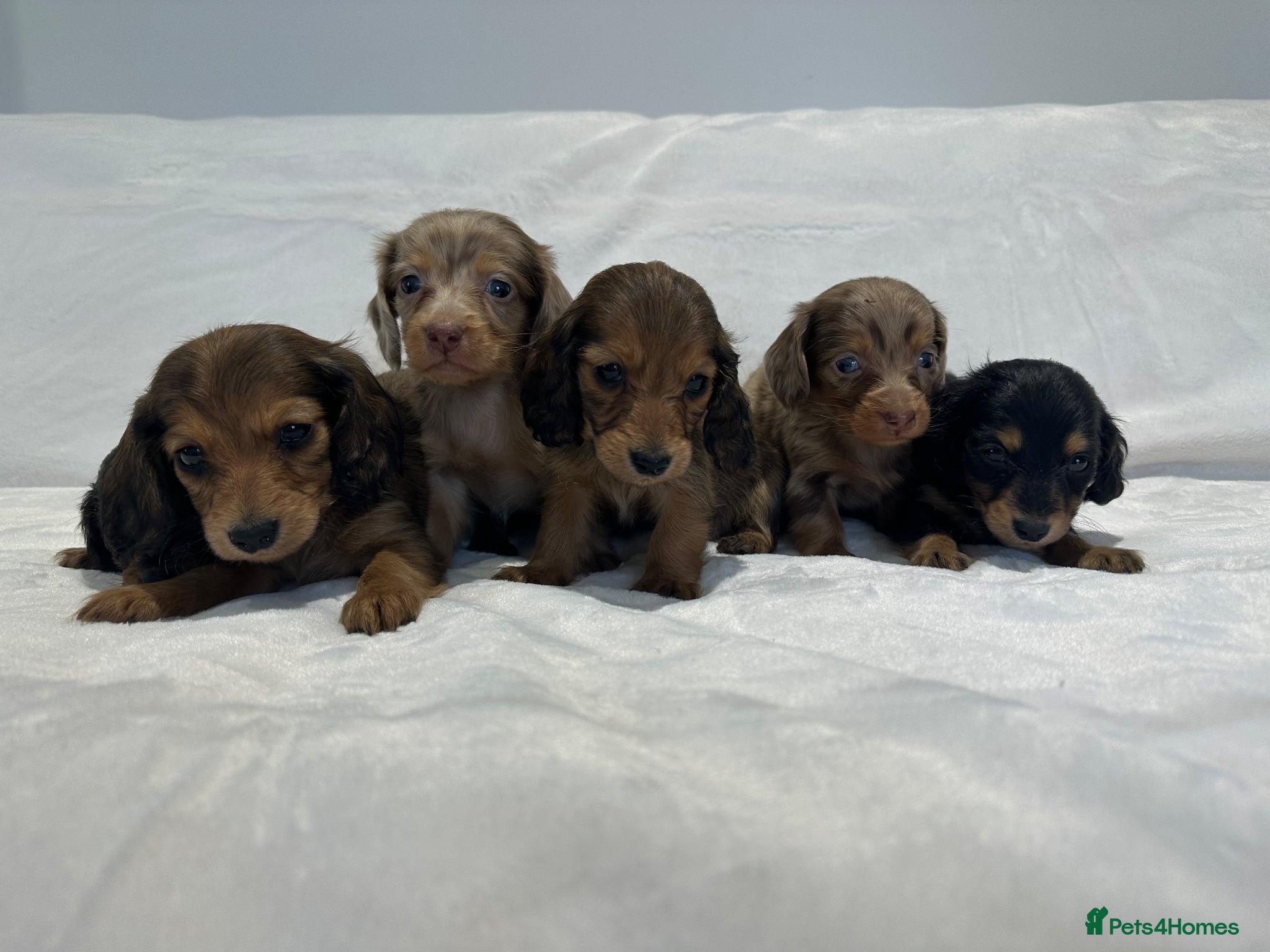 Miniature Dachshund dogs ✨MINI DACHSHUND LONG HAIR ✨👑 KC 👑 - Advert 1