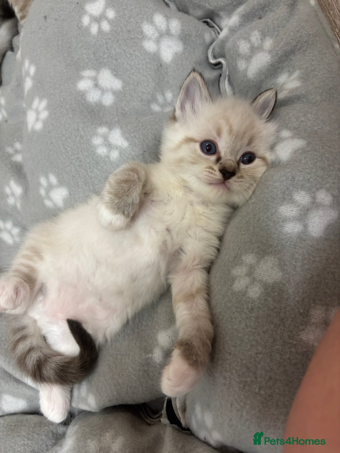 Ragdoll cats for sale: Beautiful ragdoll kittens 🩵 - Image 4